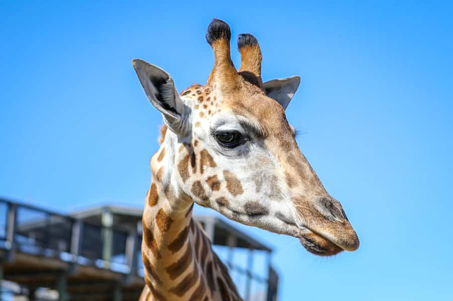 Sydney Zoo Admission Ticket - The layout that makes a zoo day feel less rushed