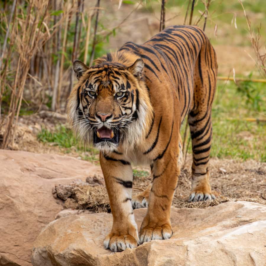 Sydney Zoo Admission Ticket - Bungarribee Dreaming: learning Aboriginal culture alongside animals