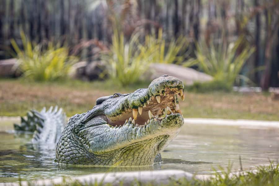 Sydney Zoo Admission Ticket - Zoo plus aquarium in NSW: why the combo makes sense
