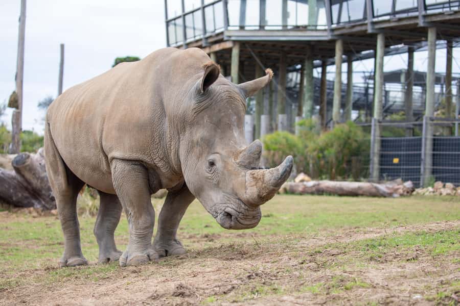 Sydney Zoo Admission Ticket - Price and value of a $38 Sydney Zoo admission ticket