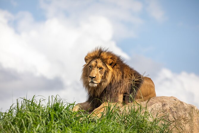 Sydney Zoo General Entry Admission Ticket - Key things to know before you go