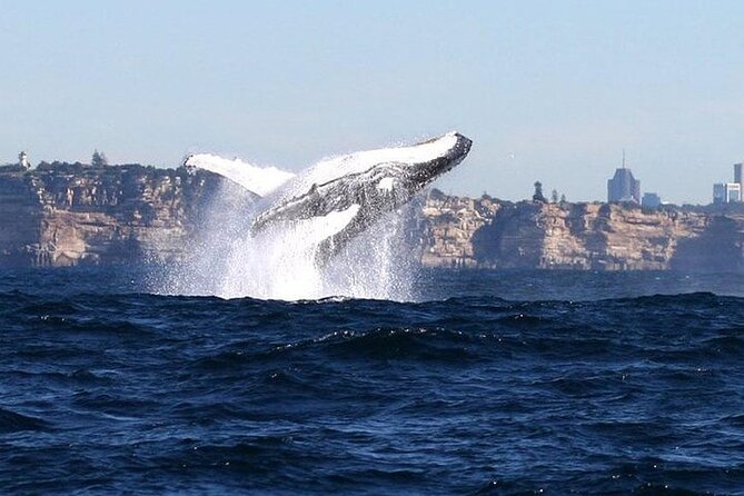 Taronga Zoo & Whale Watching Cruise Combo - Sydney Harbour - Why This One-Day Combo Works: Whales, Taronga Zoo, and a Harbour Ferry