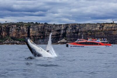 Taronga Zoo & Whale Watching Cruise Combo - Sydney Harbour - Getting There at Circular Quay Wharf 6: Quick, Central, and Simple
