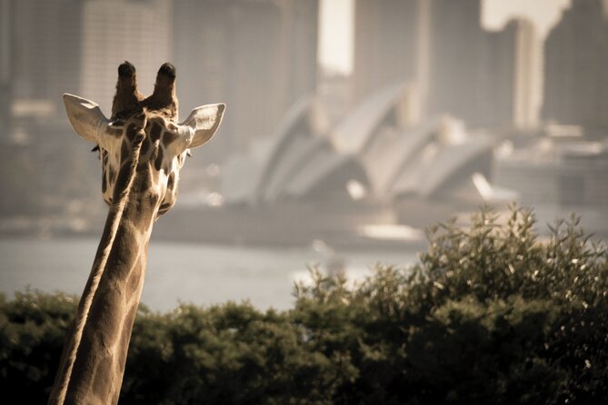 Taronga Zoo & Whale Watching Cruise Combo - Sydney Harbour - The Ferry Ride Back: Opera House and Bridge Views Without the Stress