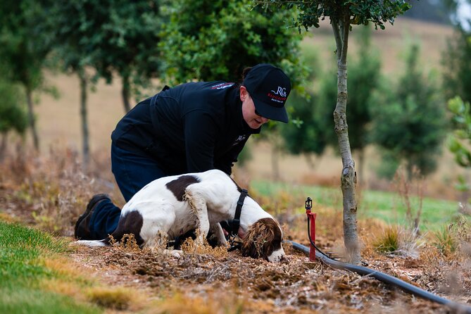 Truffle Hunt and Taste Experience in Oberon, NSW Australia - Key things to know before you go