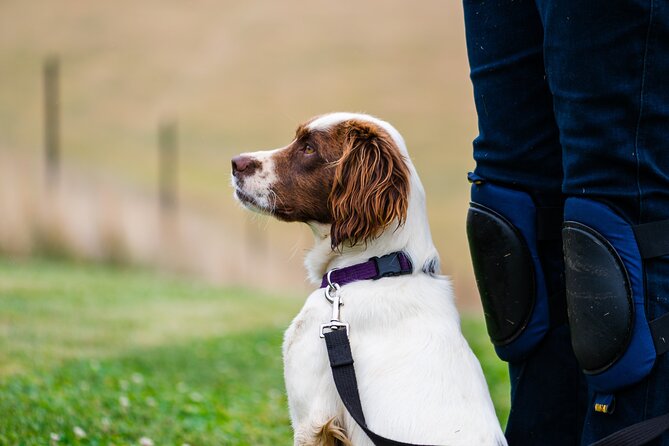 Truffle Hunt and Taste Experience in Oberon, NSW Australia - Who should book the Oberon truffle hunt (and who should skip it)