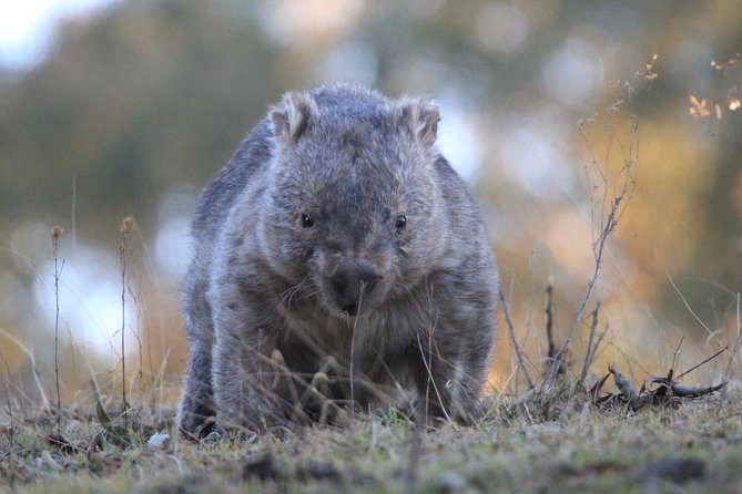 Ultimate Blue Mountains and Wildlife Tour - The Leura Lunch Break: Own Expense, Good Energy