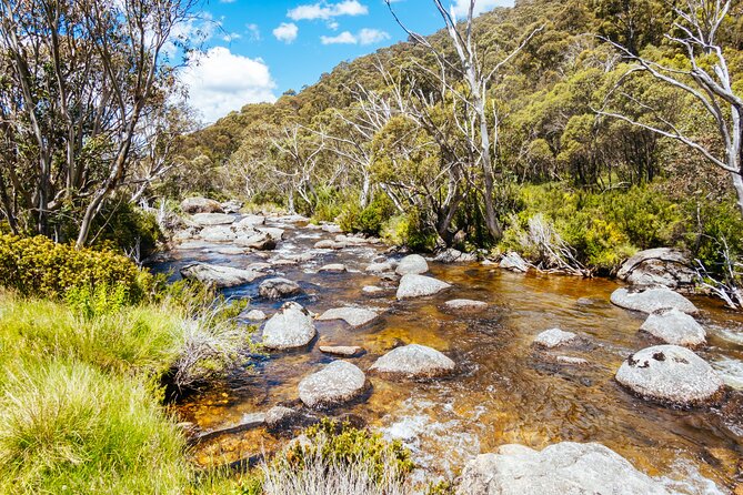 Ultimate Blue Mountains and Wildlife Tour - Sunset in the Blue Mountains: Snacks, Tea, and Wildlife Moments