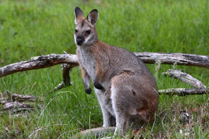 Ultimate Blue Mountains and Wildlife Tour - What’s Included (and What You Pay For)