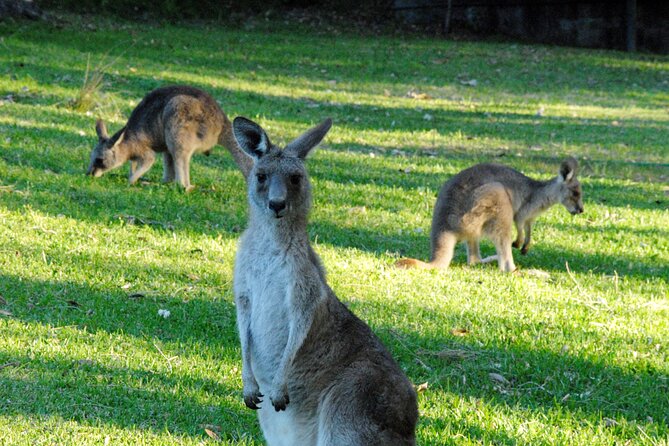 Walking with Wild Kangaroos Private Half-Day Trip from Sydney - Quick Hits Before You Go