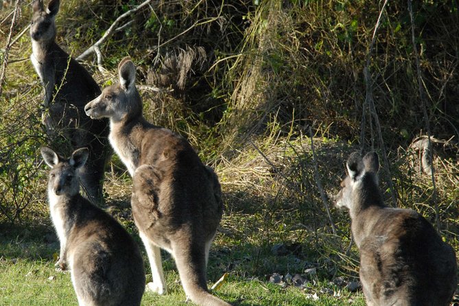 Walking with Wild Kangaroos Private Half-Day Trip from Sydney - Your Private Guide and the Value of Not Going Alone