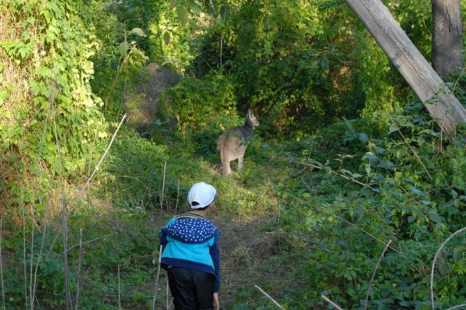 Walking with Wild Kangaroos Private Half-Day Trip from Sydney - The Real Itinerary: Drive Out, Scan, Watch, and Learn