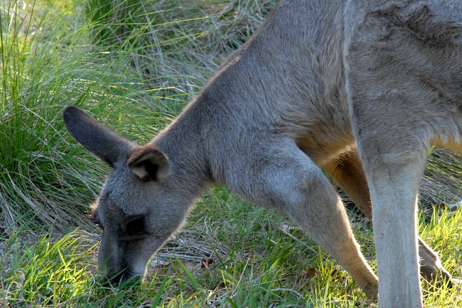 Walking with Wild Kangaroos Private Half-Day Trip from Sydney - Walking Lite, Photo-Friendly, and Adjustable for Different Bodies