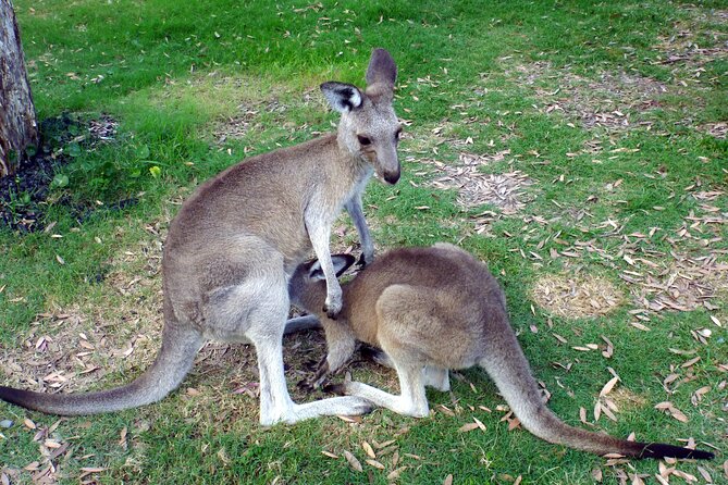 Walking with Wild Kangaroos Private Half-Day Trip from Sydney - Where You Go: Outer Sydney or the Blue Mountains (And What to Expect)