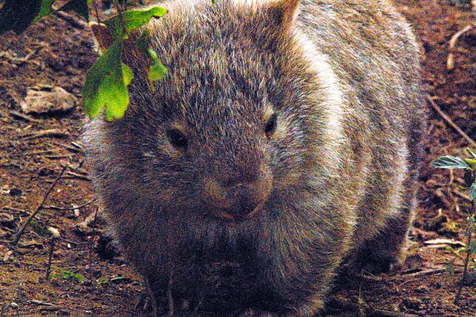 Walking with Wild Wombats Private Day Trip from Sydney - Key Highlights at a Glance