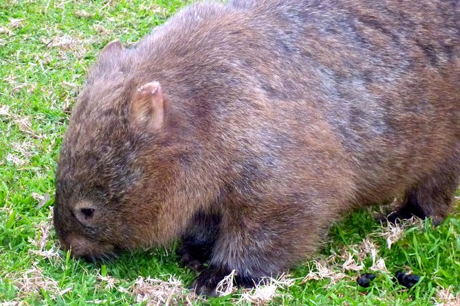 Walking with Wild Wombats Private Day Trip from Sydney - How the Sydney Schedule Works for This 10.5-Hour Day