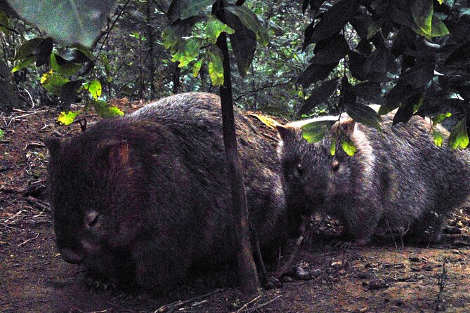 Walking with Wild Wombats Private Day Trip from Sydney - Stop 1: Rainforest Walking in a NSW National Park