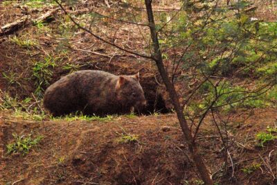 Walking with Wild Wombats Private Day Trip from Sydney - Pickup, Air-Conditioned Comfort, and Why It Matters Here