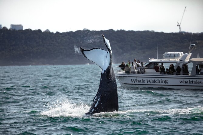 Whale Watching Boat Trip in Sydney - How humpback viewing works from a small boat
