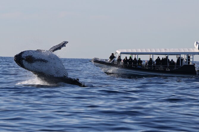 Whale Watching on Speed Boat with canopy from Sydney Harbour - Quick highlights