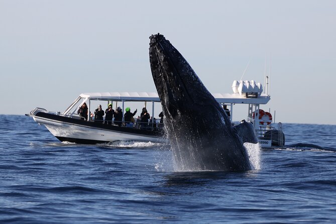 Whale Watching on Speed Boat with canopy from Sydney Harbour - Why this speed-boat whale watch works from Circular Quay