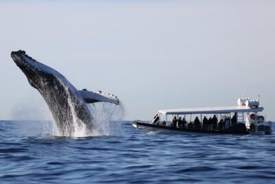 Whale Watching on Speed Boat with canopy from Sydney Harbour - The ride itself: canopy, open sightlines, and what to wear
