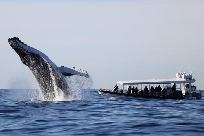 Whale Watching on Speed Boat with canopy from Sydney Harbour - The ride itself: canopy, open sightlines, and what to wear