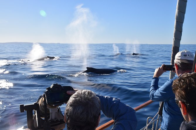 Whale Watching Sailing Experience in Sydney - Key things that make this Sydney whale watch work