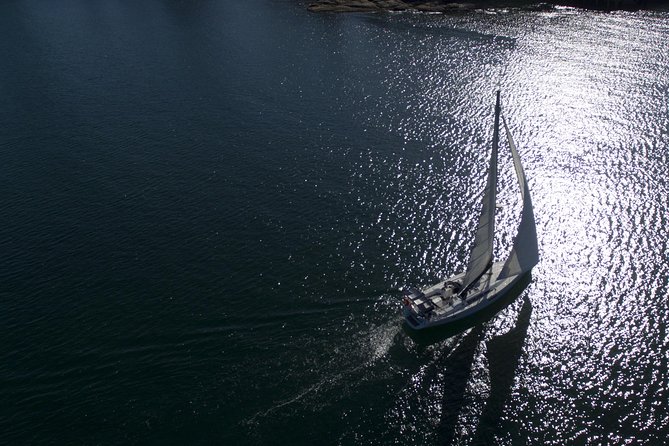 Whale Watching Sailing Experience in Sydney - When the crew finds a pod, it becomes a different kind of tour