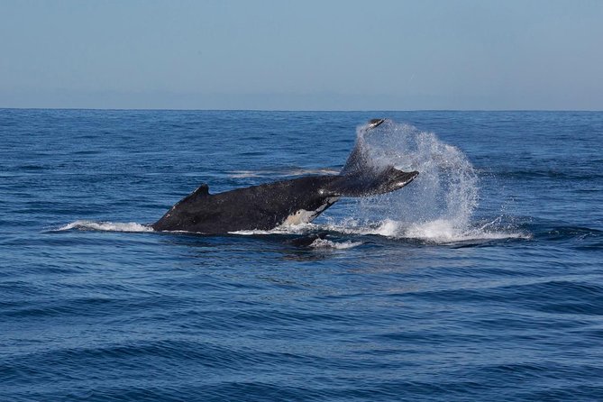 Whale Watching Sailing Experience in Sydney - Price and value: is $71.01 a fair deal?