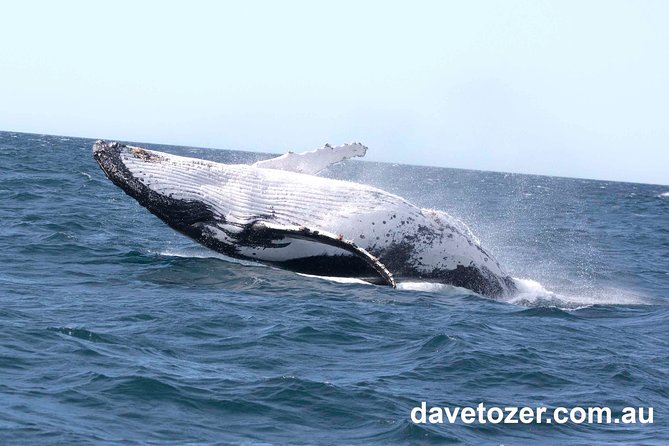 Whale Watching Sailing Experience in Sydney - Getting the best experience: motion sickness and viewing tips