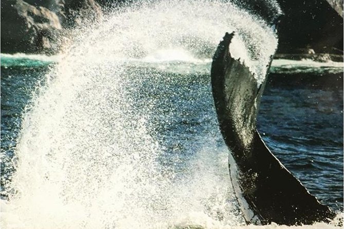 Whale Watching Sailing Experience in Sydney - What the boat feels like: safe, clean, and run by real pros