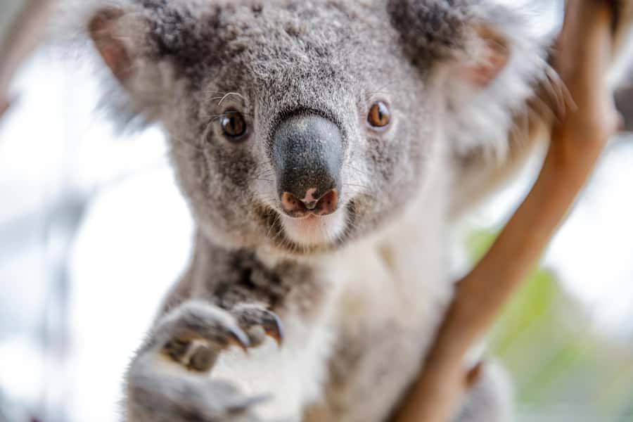 WILD LIFE Sydney Zoo - Quick Reasons I Think This Zoo Works