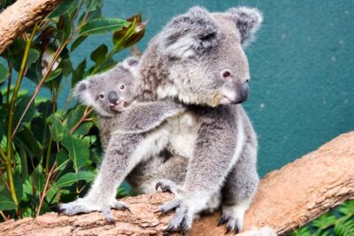 WILD LIFE Sydney Zoo - The animal lineup you’ll feel excited about: koalas, kangaroos, wombats, and more