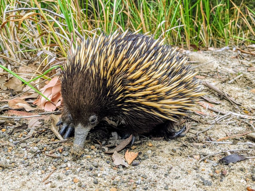 WILD Wombats and Kangaroo Experience, All Inclusive, Sydney - Price and Value: Is $176 Worth It for an 11-Hour Day?