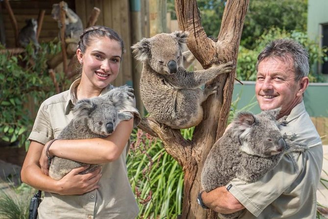 Wildlife, Wine & Waves – Epic South Coast Adventure from Sydney - Getting out of Sydney early: pickup, minivan comfort, and a focused route