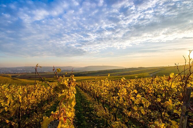 Wine Tours Sydney - Southern Highlands Day Escape, Full Day Wine Tasting Tour - Southern Highlands Wine Country: Why the 90-Minute Drive Matters